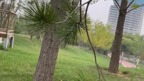 The leaves of this tree are like needles