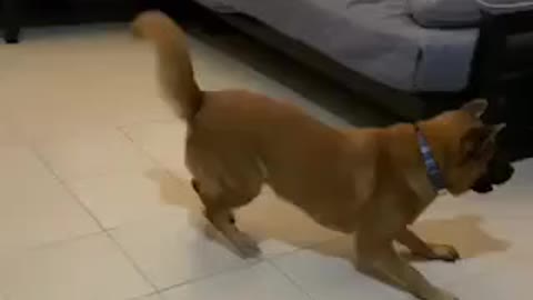 Dog has a burst of energy!