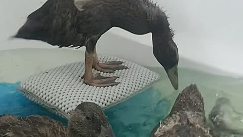 Happy Duck Surfs in the Tub