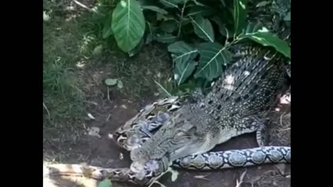 snake being brutally attacked by crocodile