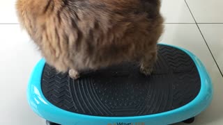 Kitty Pandemic Covid19 Indoor Workout - Vibration Plate