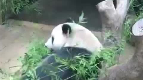 Hahahah!! Funny Panda video