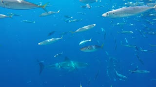 Huge Great White Shark swimming over diver