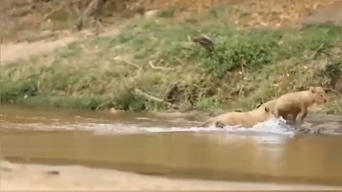 Adorable Sight: Dog-Like Lion and Five Cubs Brave a River Crossing!