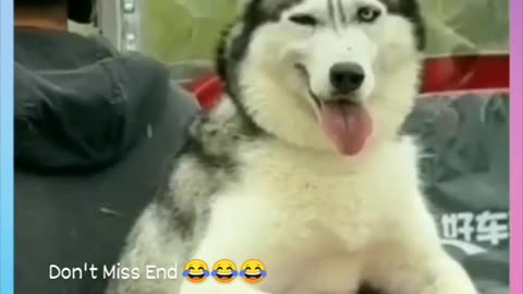 Funny dog video | try not to laugh 😂😂