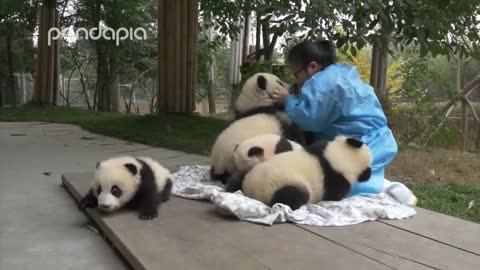 Pandas and their Nanny funny cute animals