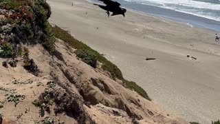 Raven Tries To Drop a Rock on a Dog