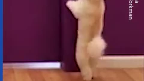 Dog dances alongside her groomer