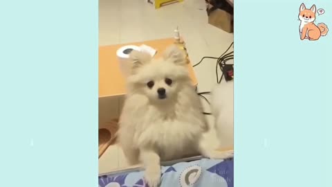 Funny Dog Videos It's time to LAUGH with Dog's life.(2)