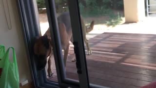 Dog open door with nose