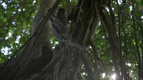 Monkey Eating in a Tree While Hiding