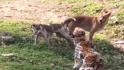 Funny Tiger Prank Dogs