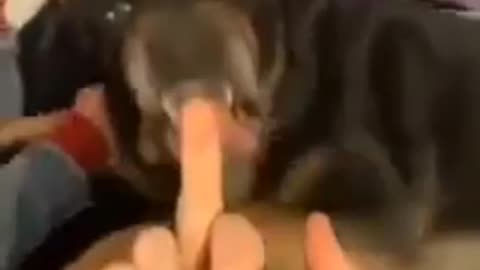 Dogs hate middle finger _😂