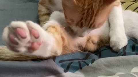 Cute cat is licking toes and trimming hair 可愛的貓咪 正在舔腳指 整理毛