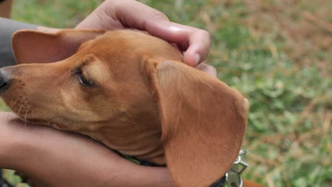 Dachshund dog while hands caress it