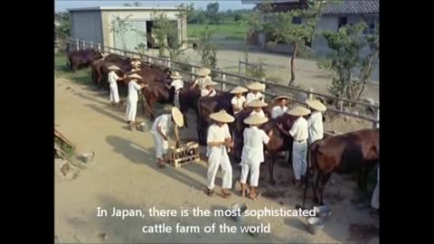 Meat Industry in Japan