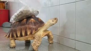 Turtle Carrying Food on Her Back