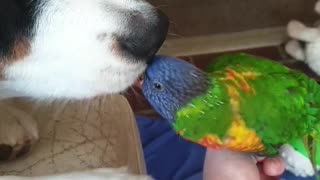 Parrot And Doggy Literally Can't Stop Kissing Each Other