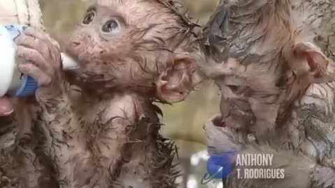 baby monkey rescude from river