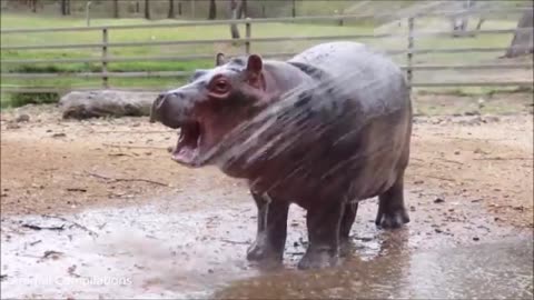 Baby Hippos Swimming Video