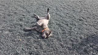 Cane Corso enjoying some back scratches