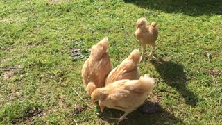 Baby chickens outside for the first time
