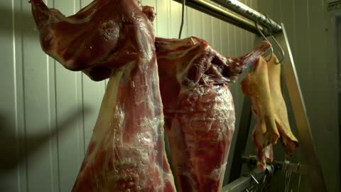 Frozen lamb carcasses hanging on hooks. Sheep carcasses hang on hooks in refrigerated warehouse
