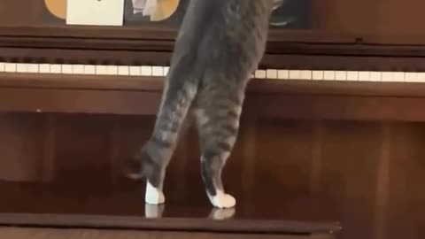 Cat the musician