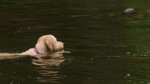 Swimming dog tracks an object through the air as it doggy paddles down a river