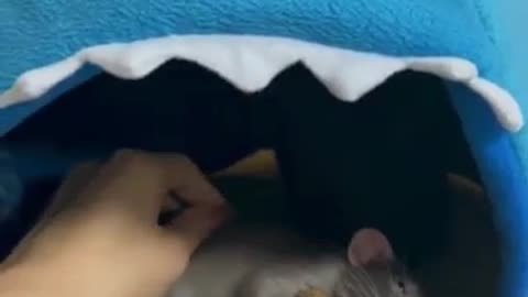 cute little hamster
