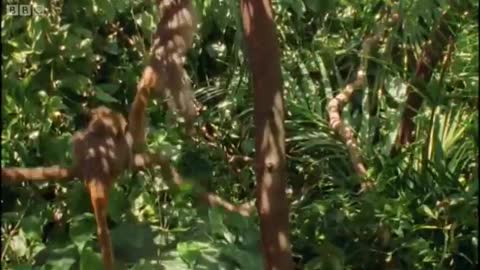 Emperor Tamarin Families | BBC Earth