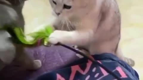 Mama Cat Takes Back Crying Kitten From Toddler