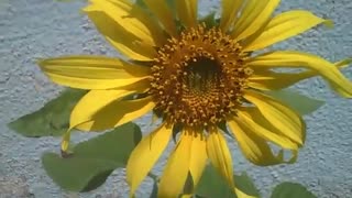 Sunflower alone, filmed in a small garden next to a building [Nature & Animals]