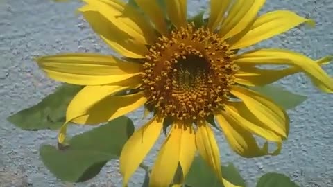 Sunflower alone, filmed in a small garden next to a building [Nature & Animals]