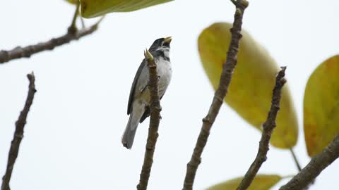 Double-collared Seedeater singing in the wild!!