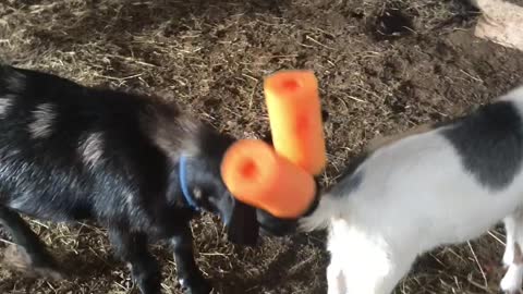 Hilarious Goat Walks About A Stable With Pool Noodles On Its Head
