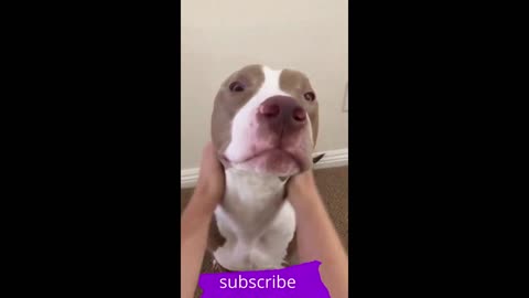 Dog fun video