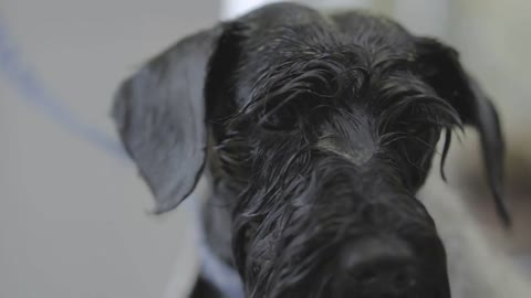 Portrait of the fluffy cute black puppy close up