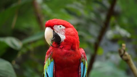 A beautiful Parrot in a Jungle.
