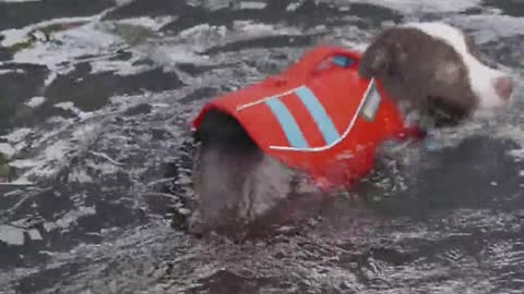 A Dog Swimming In The Pool