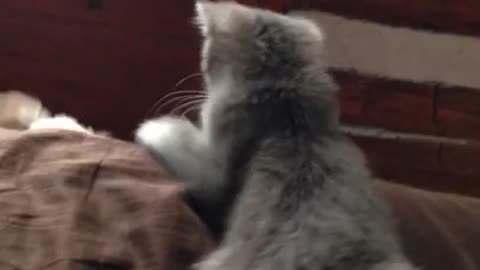 BIGFOOT polydactyl kitten doesn't want puppy on the bed!!
