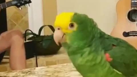 Rocker parrot!♾