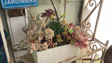 Late Winter Succulent pots @ different growth stages & checking on Flower Arrangement from beg. Feb.