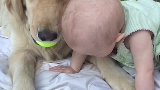 Golden Retriever sweetly takes tennis ball from baby