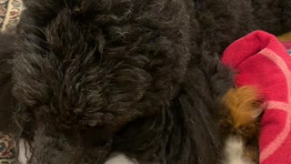 Doggy Helps Dry Guinea Pig After Bath Time