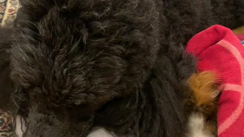 Doggy Helps Dry Guinea Pig After Bath Time