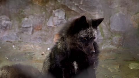 Arctic fox scratching in zoo