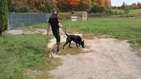 My New Dutch Shepherd - Bite Time pt.2