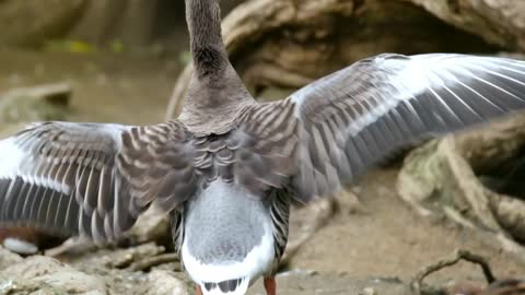 Slow Motion How Birds Fly | Cuteness Of Bird