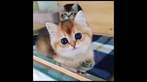 Most Adorable Cats/Kittens Comp #3